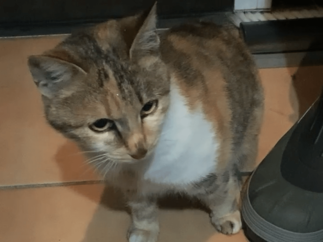 みけちゃん みけちゃん