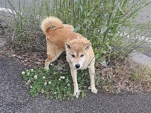 目撃された犬