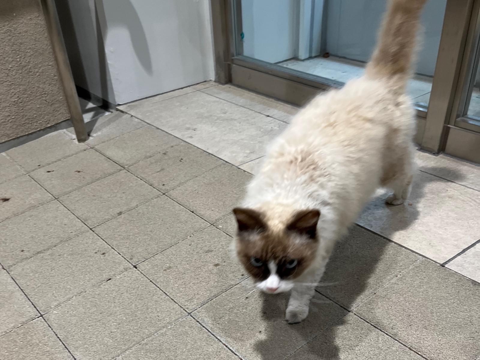 目撃された猫 目撃された猫