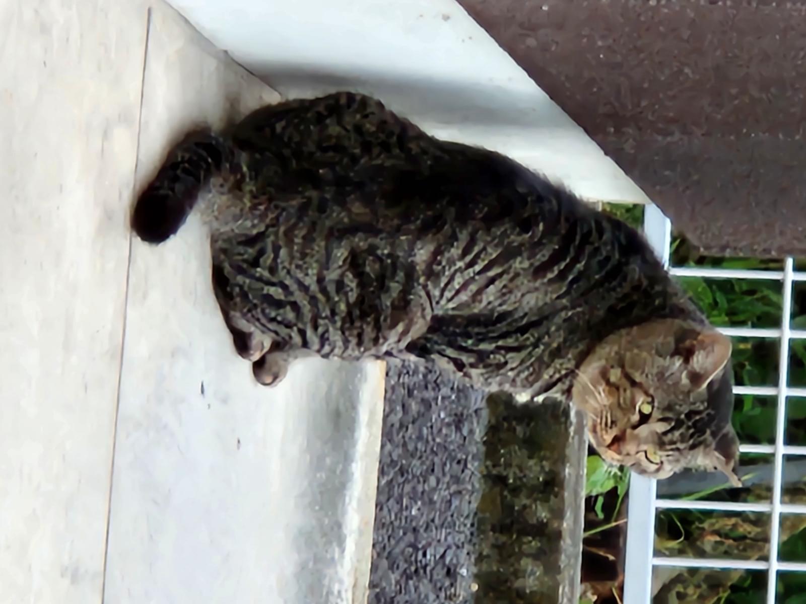 目撃された猫 目撃された猫