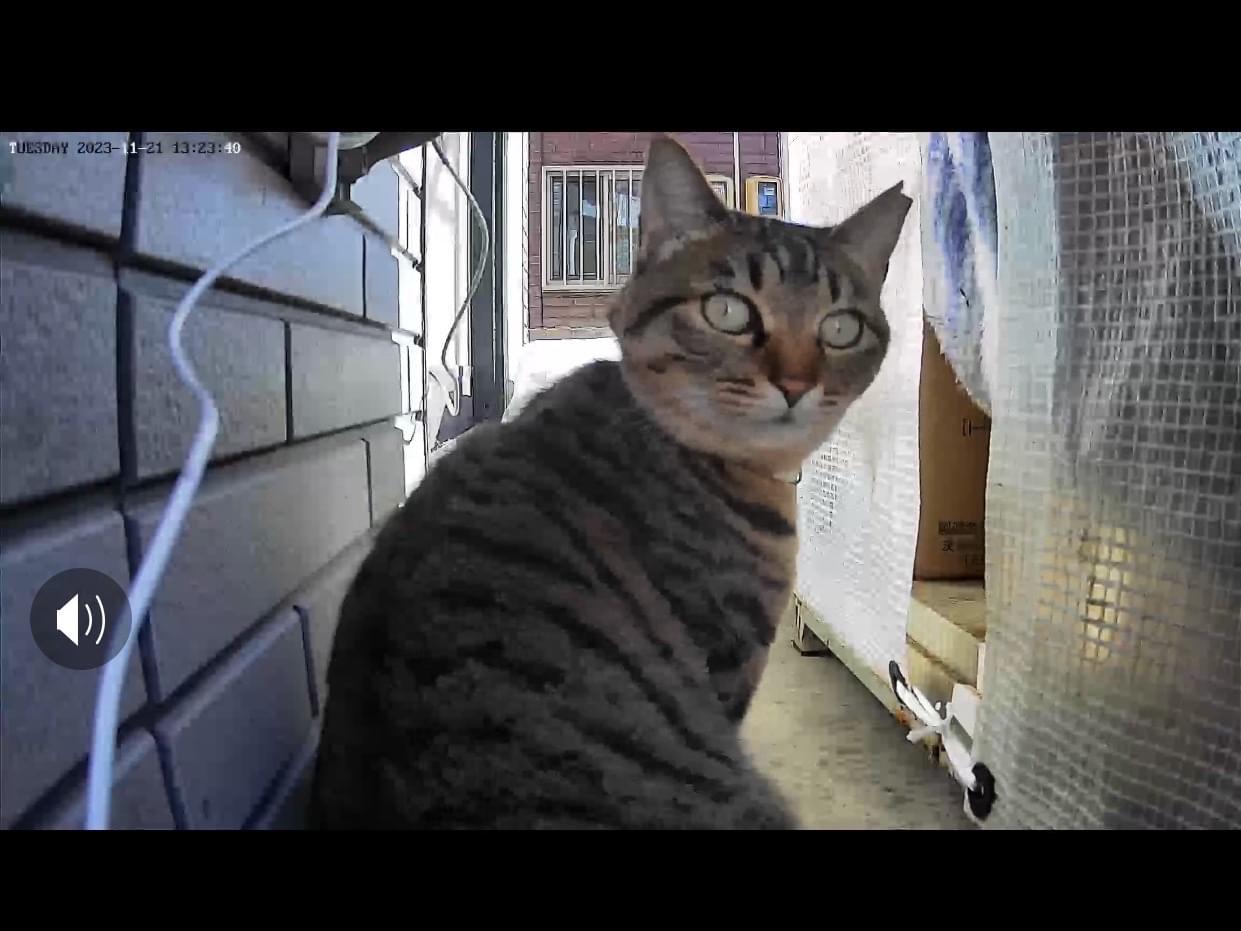保護された猫 保護された猫
