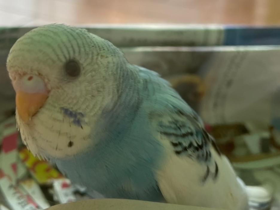 ぽおちゃん ぽおちゃん