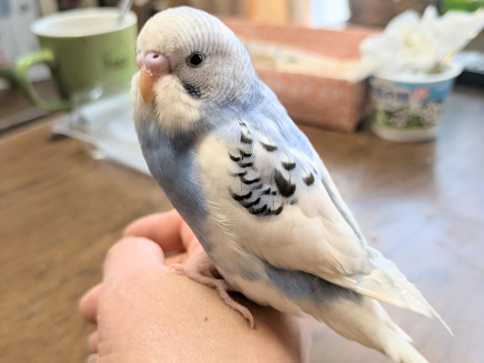 ぴーちゃん ぴーちゃん