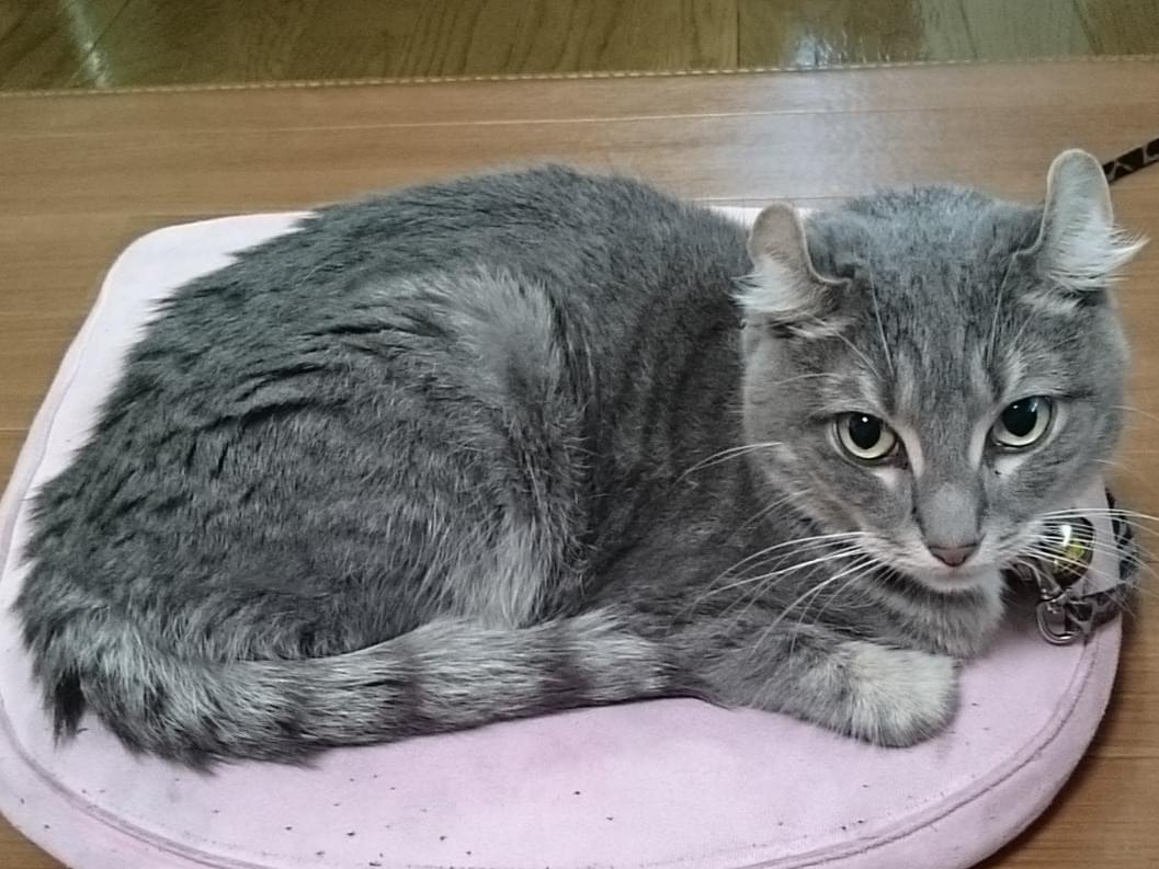 のあちゃん のあちゃん