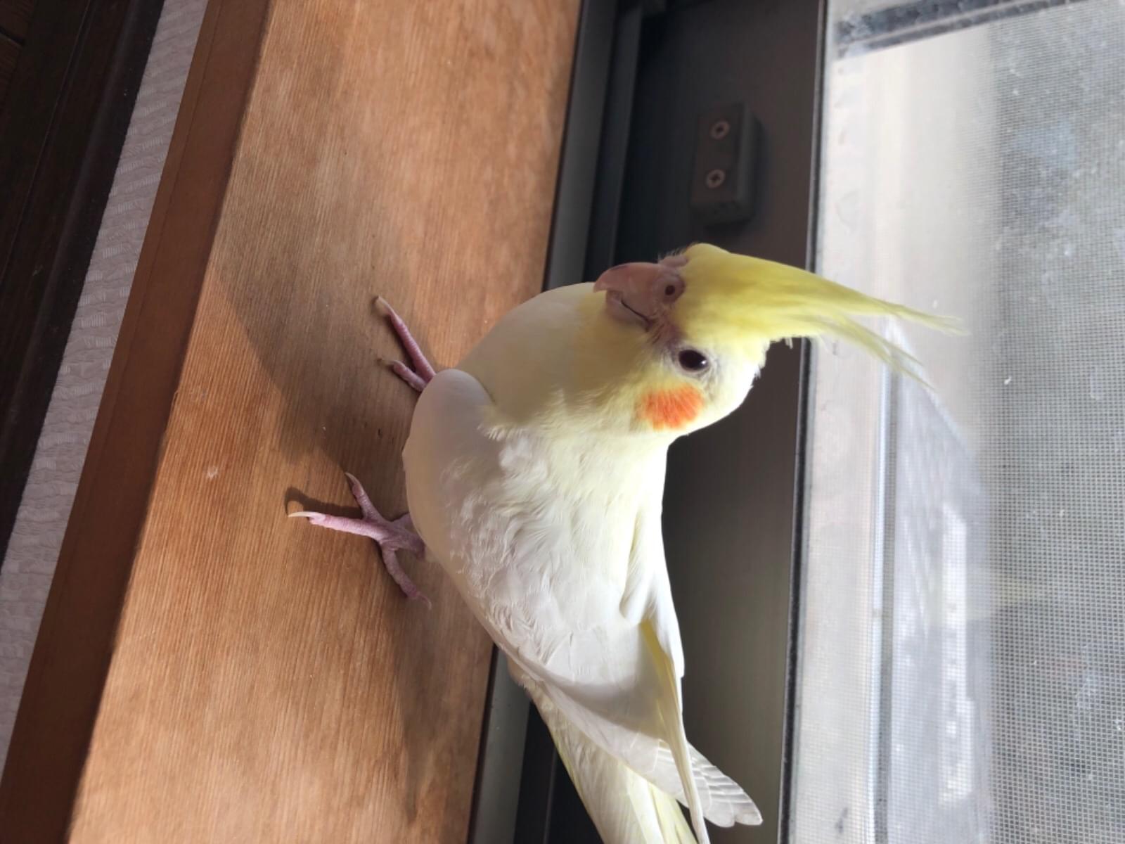 ポコちゃん ポコちゃん