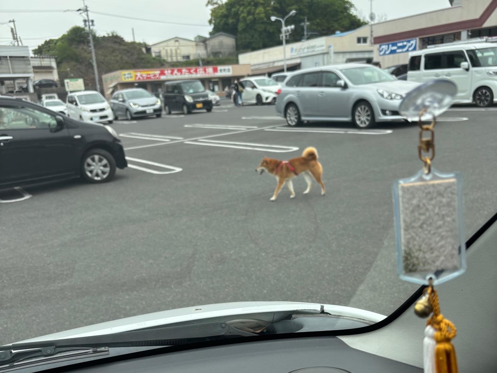 目撃された犬 目撃された犬