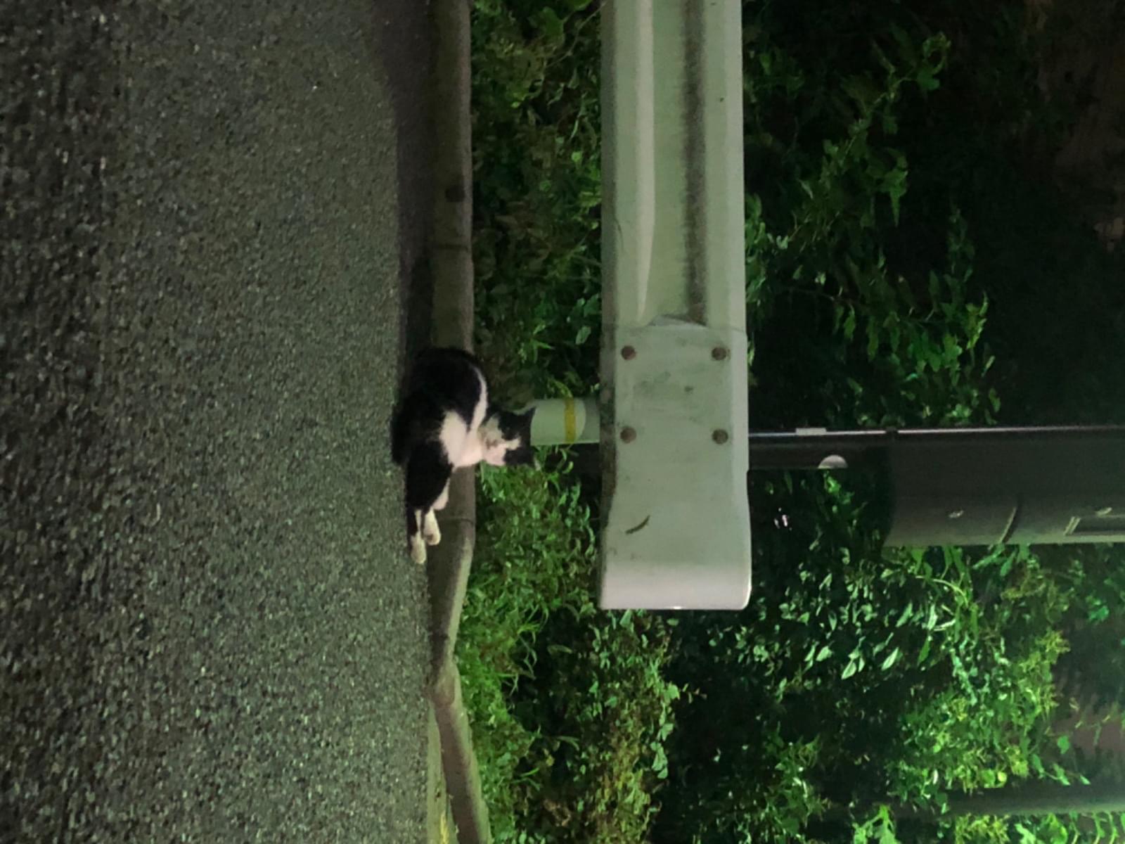 目撃された猫 目撃された猫