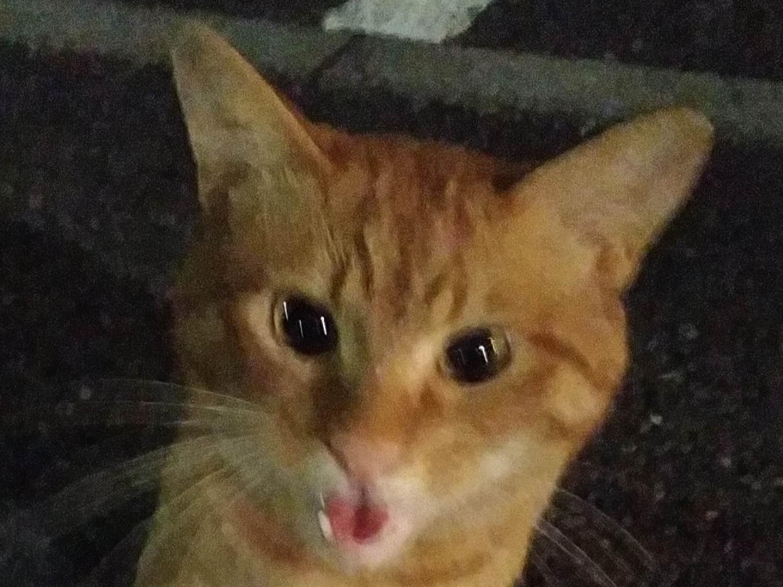 目撃された猫 目撃された猫