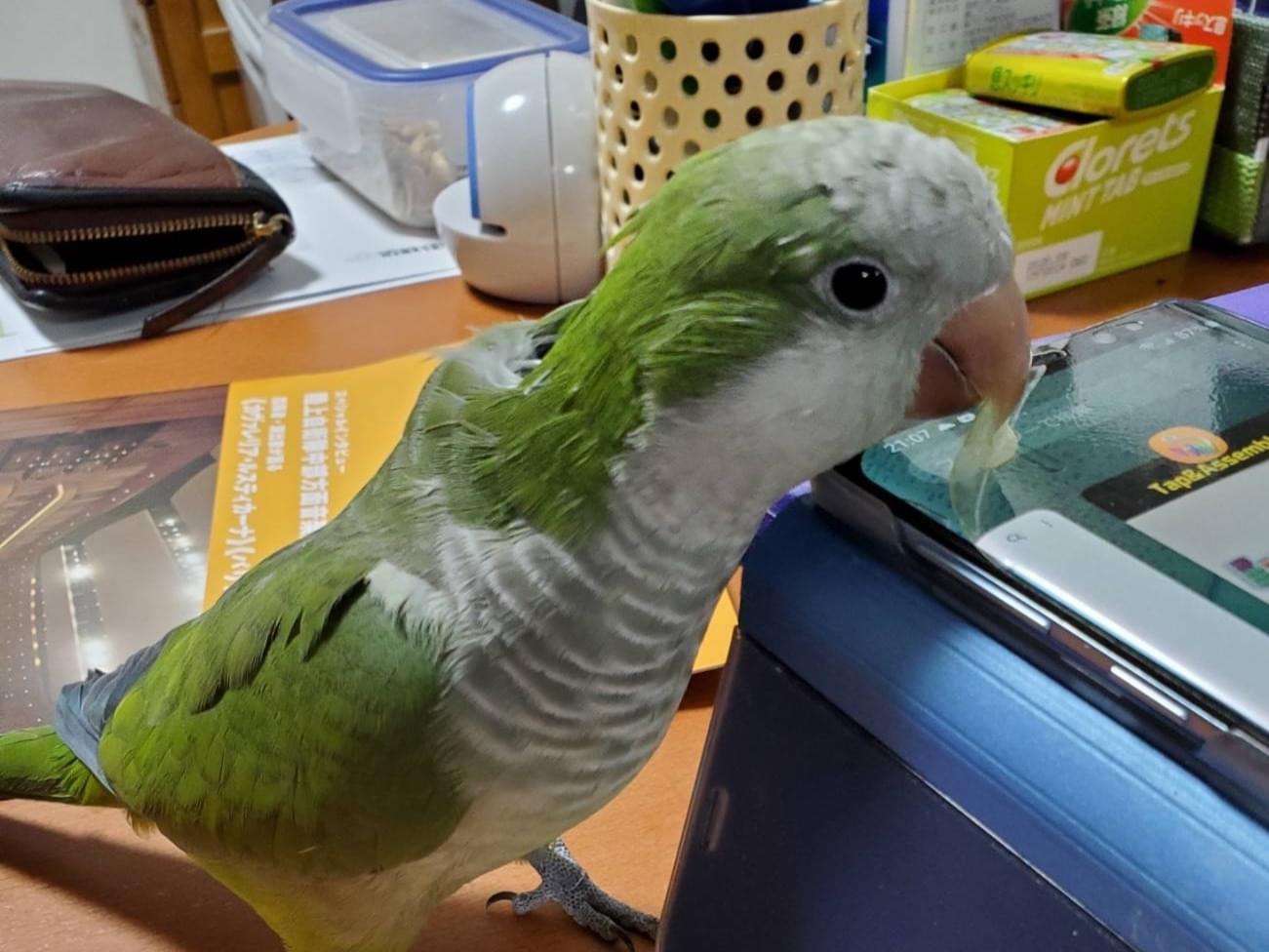ヨウちゃん ヨウちゃん