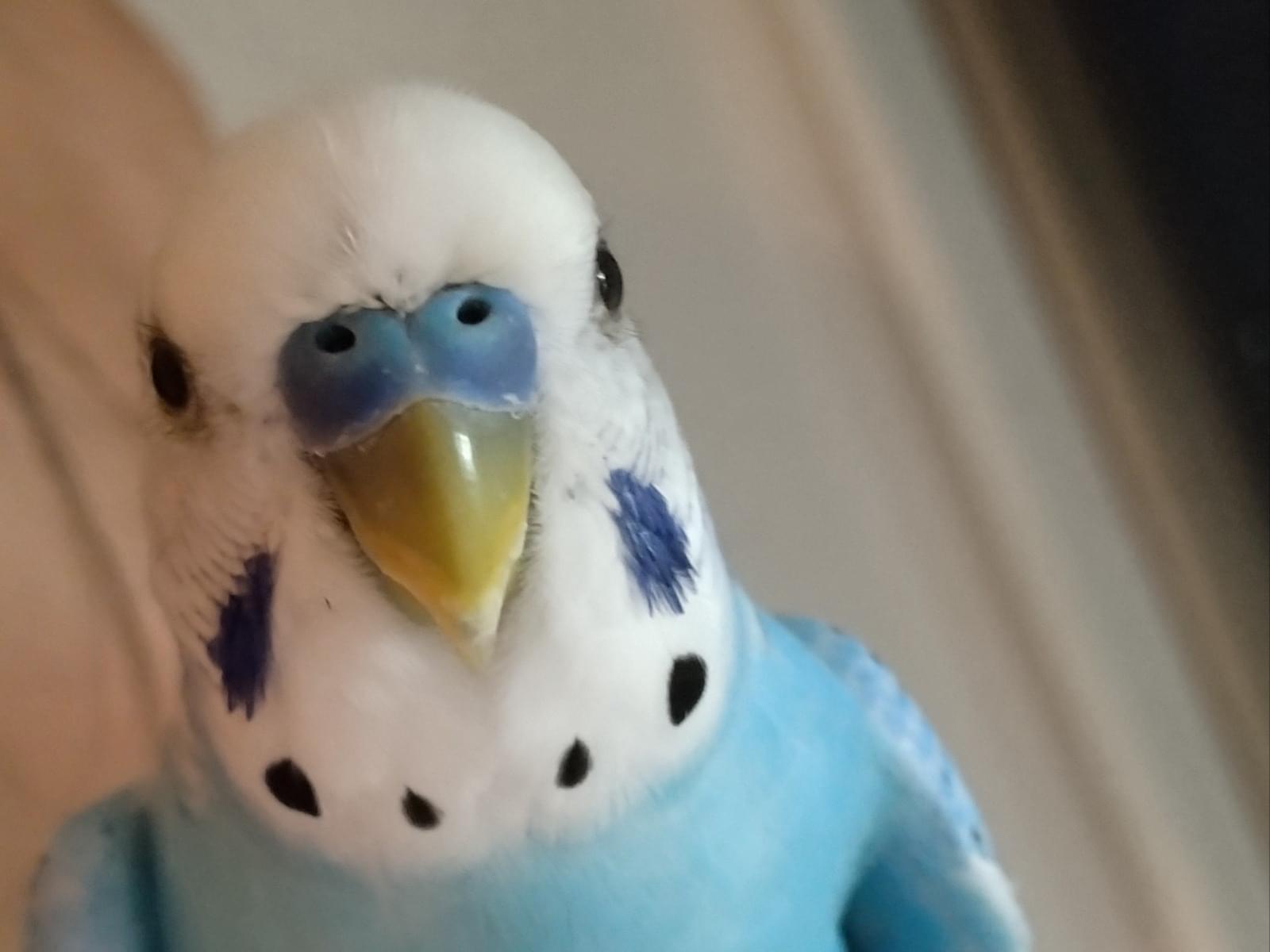 保護された鳥 保護された鳥