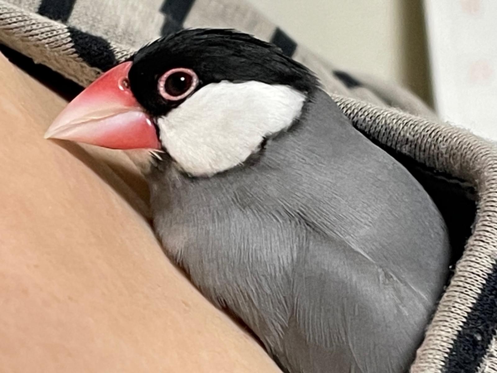 サクラちゃん サクラちゃん