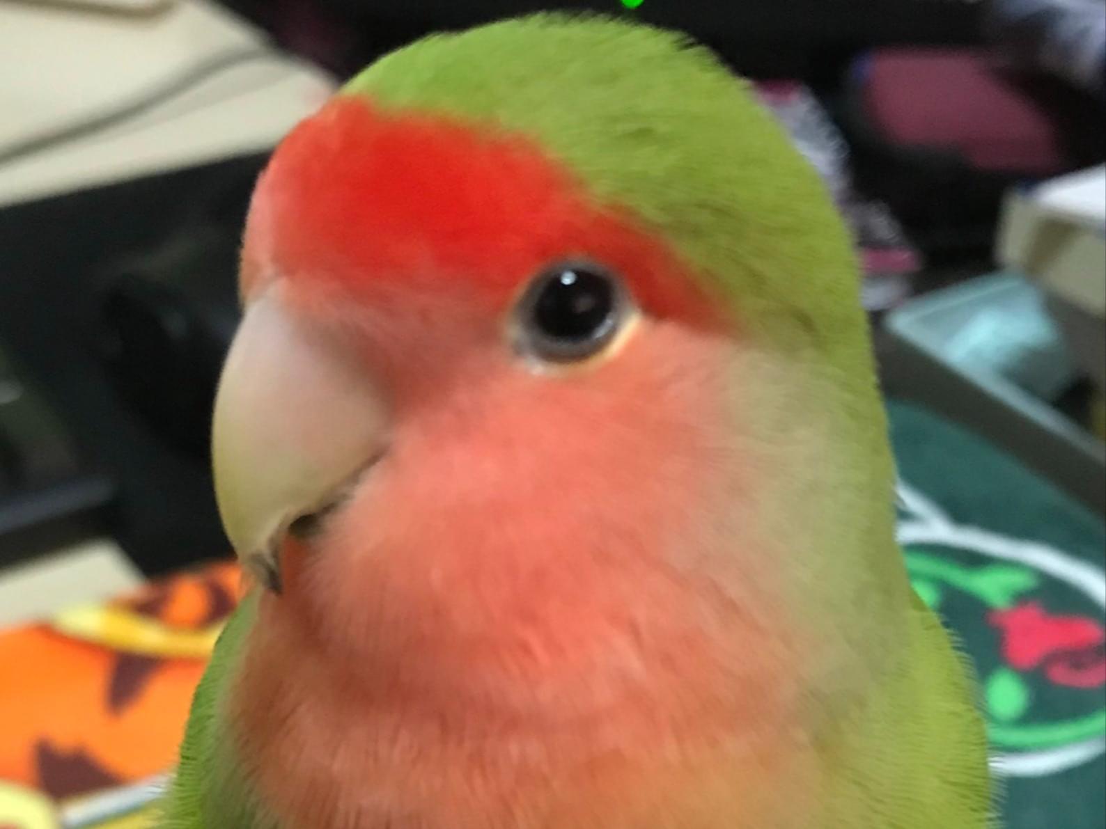 のあちゃん のあちゃん
