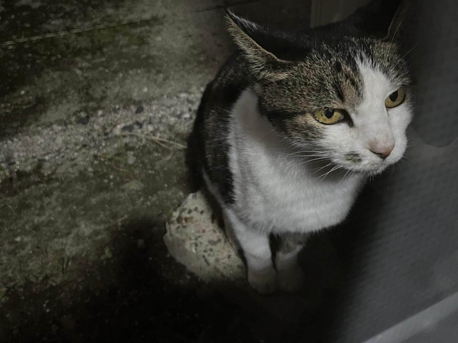 目撃された猫 目撃された猫