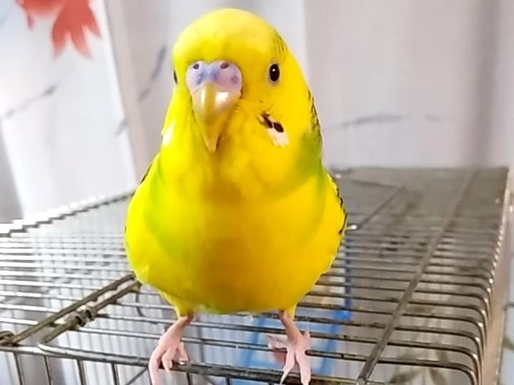 チコちゃん チコちゃん