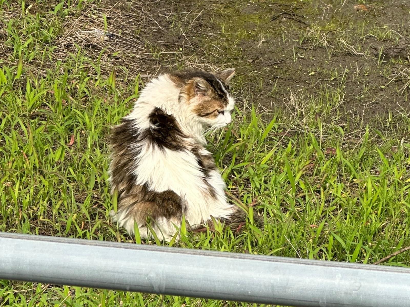 目撃された猫 目撃された猫