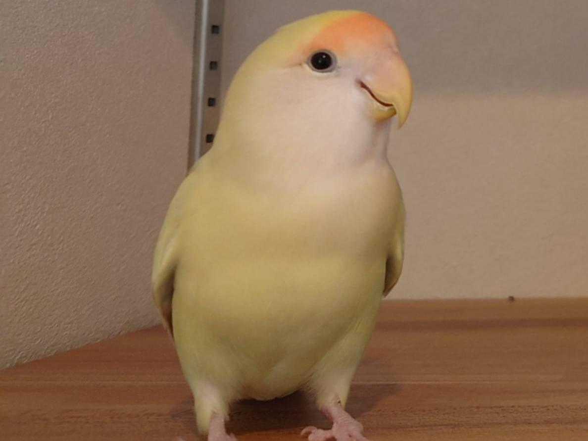 きなこちゃん きなこちゃん