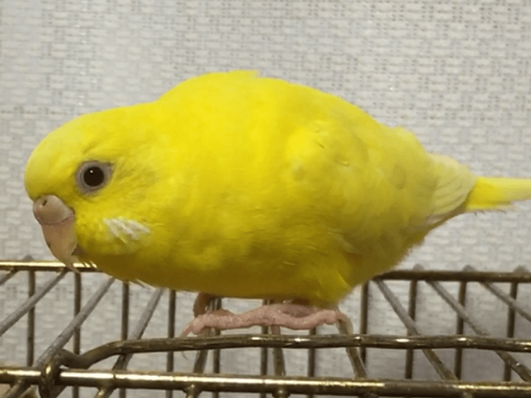 ぼんちゃん ぼんちゃん