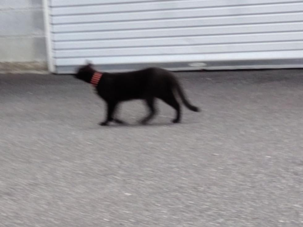 目撃された猫 目撃された猫