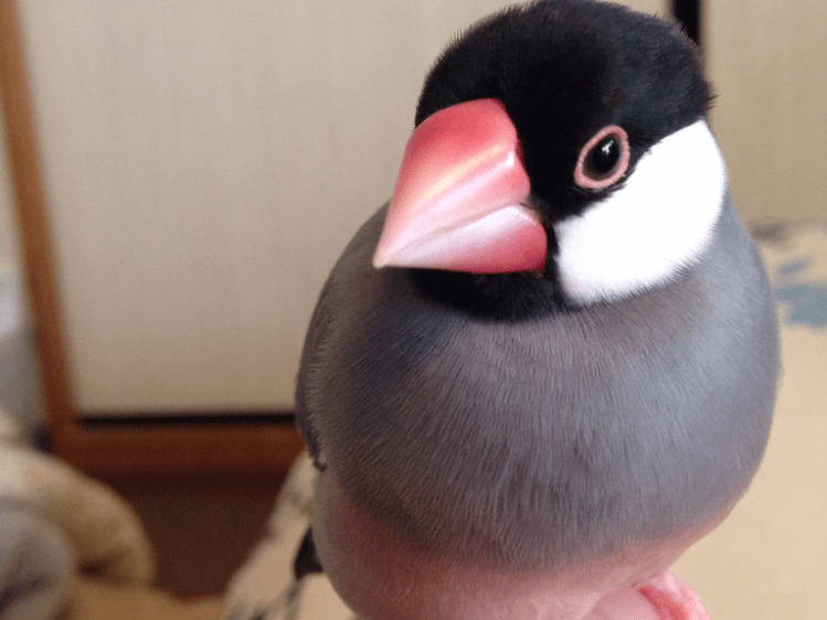 まめちゃん まめちゃん