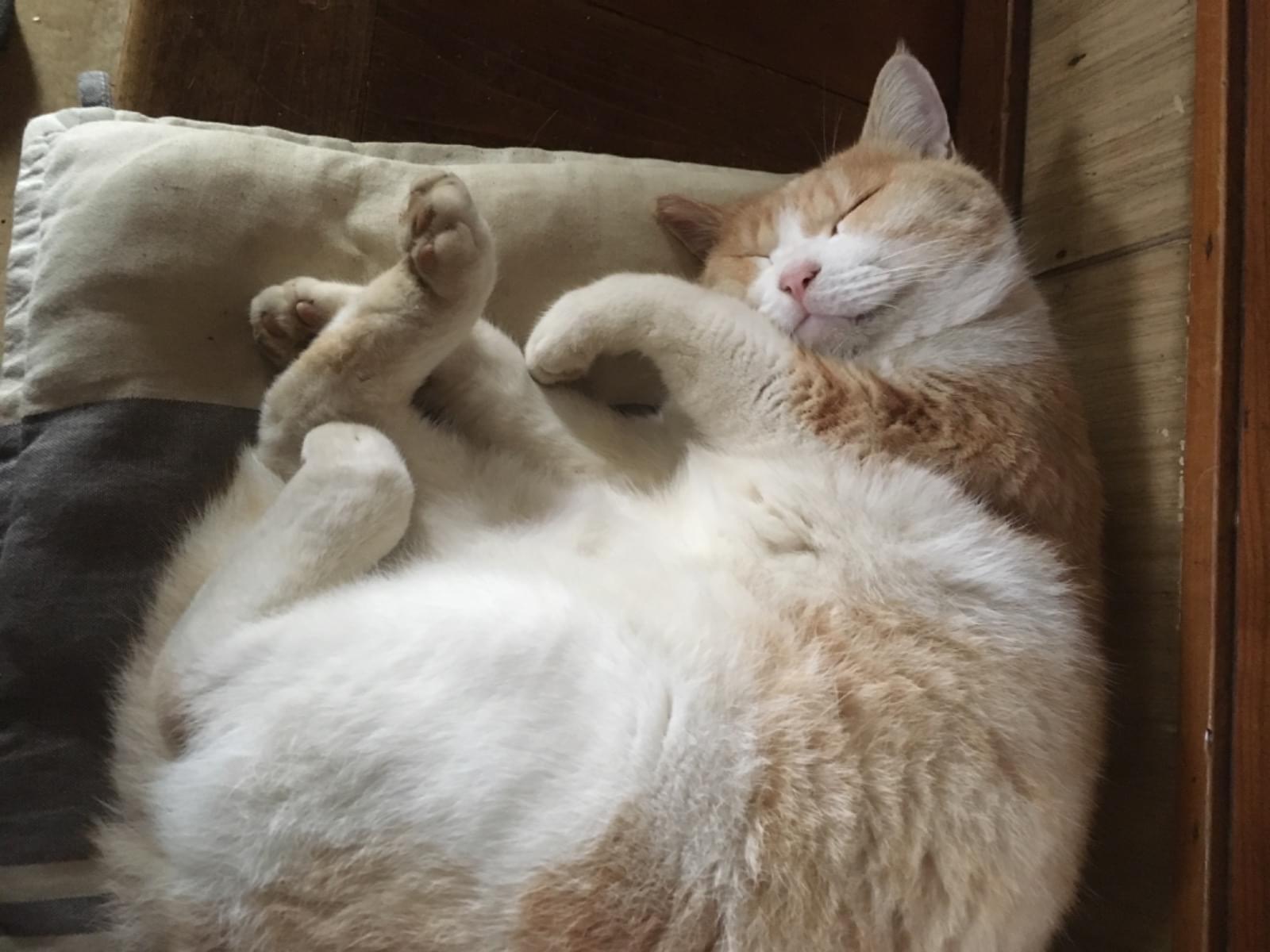 ちび太ちゃん ちび太ちゃん