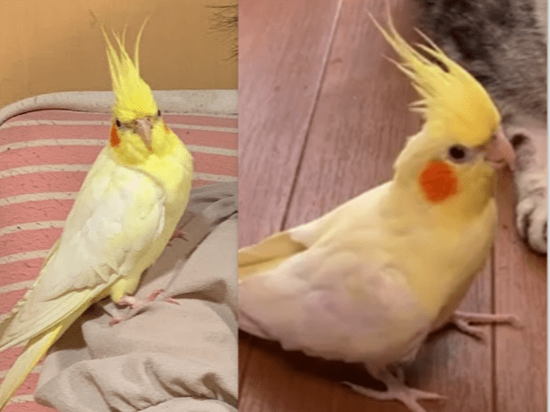 パインちゃん パインちゃん