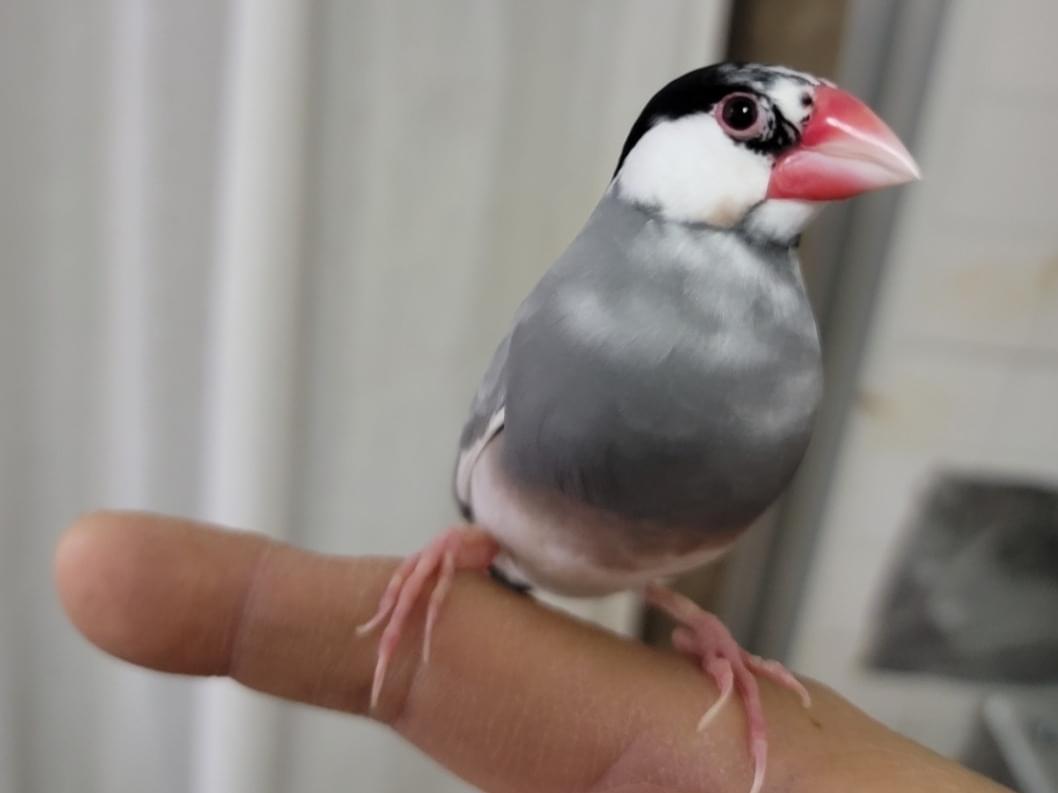 さくらちゃん さくらちゃん