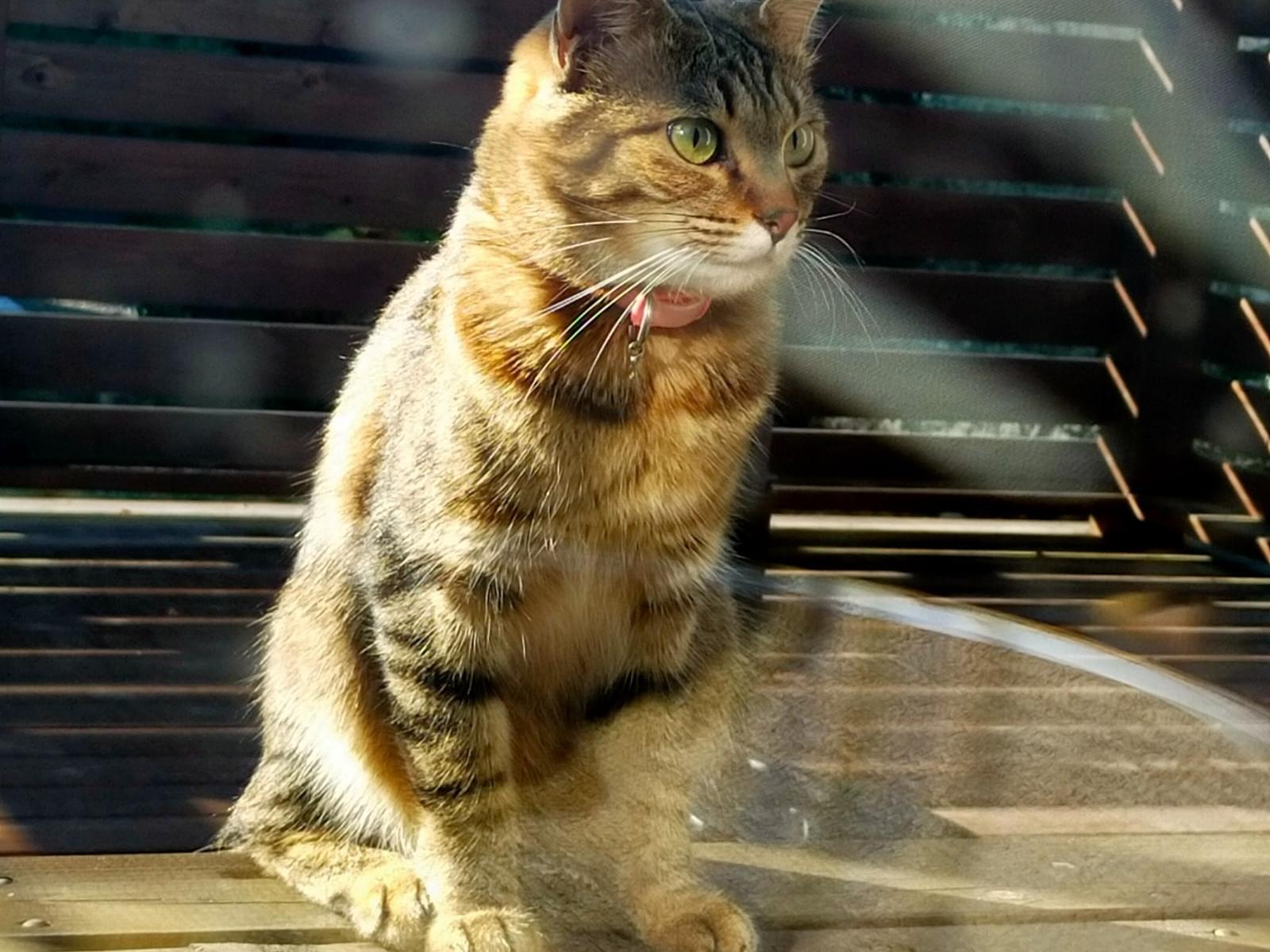 目撃された猫 目撃された猫