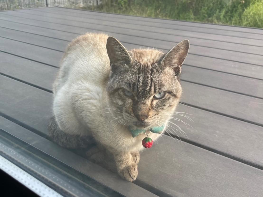 目撃された猫 目撃された猫