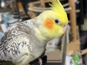 オカメインコ(パイド)を探してます