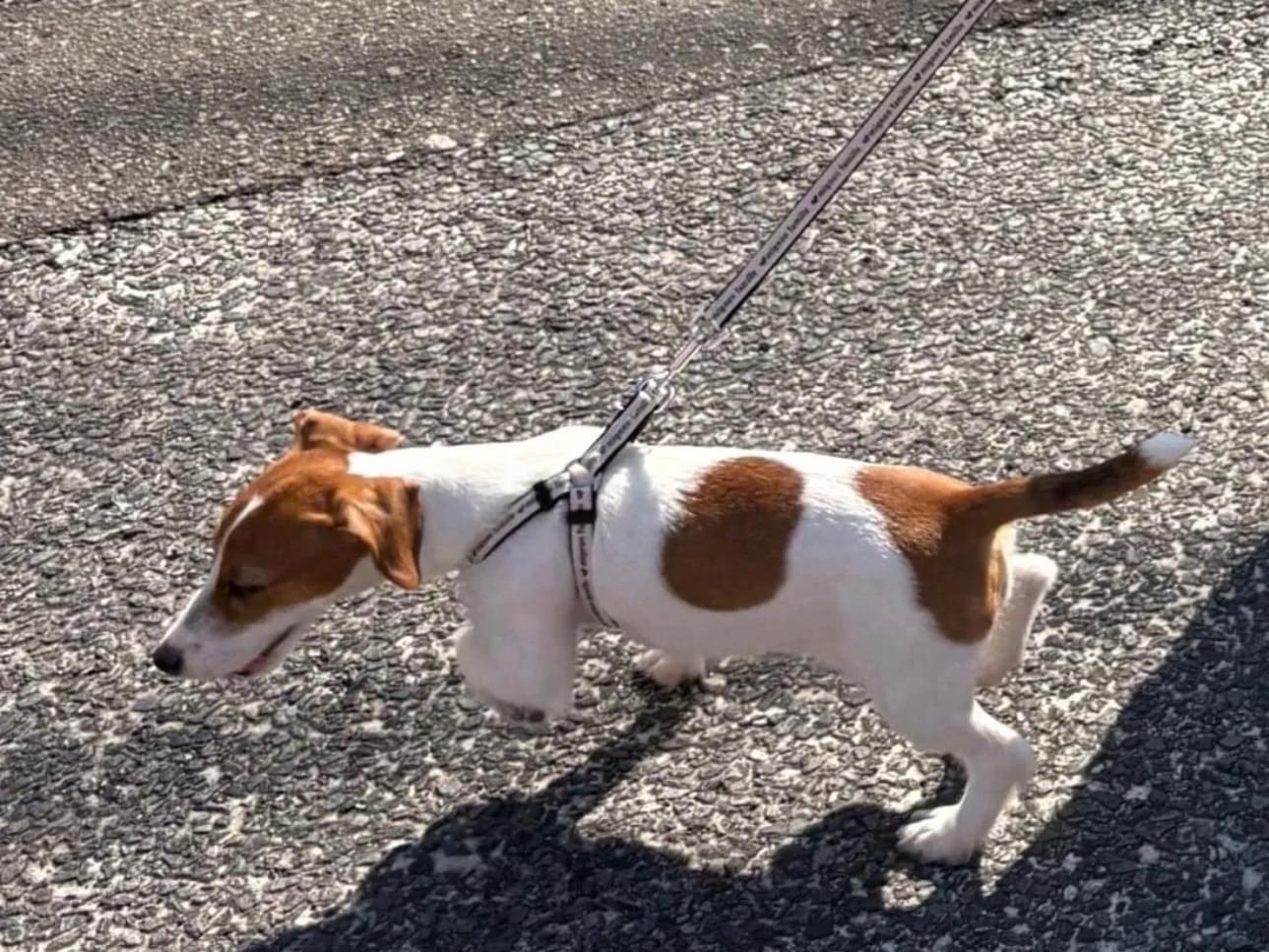 保護された犬