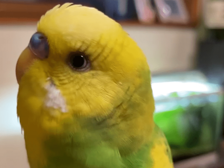 ひなたちゃん ひなたちゃん