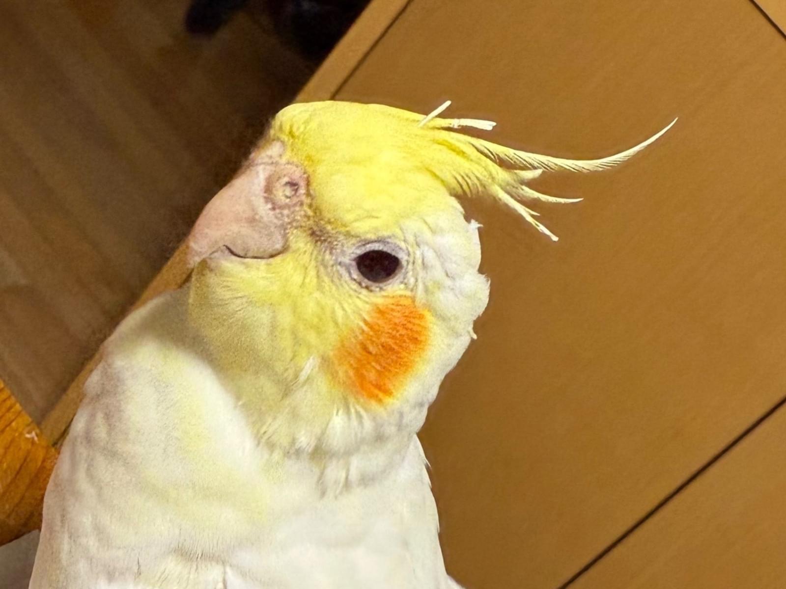ちょこぼちゃん ちょこぼちゃん