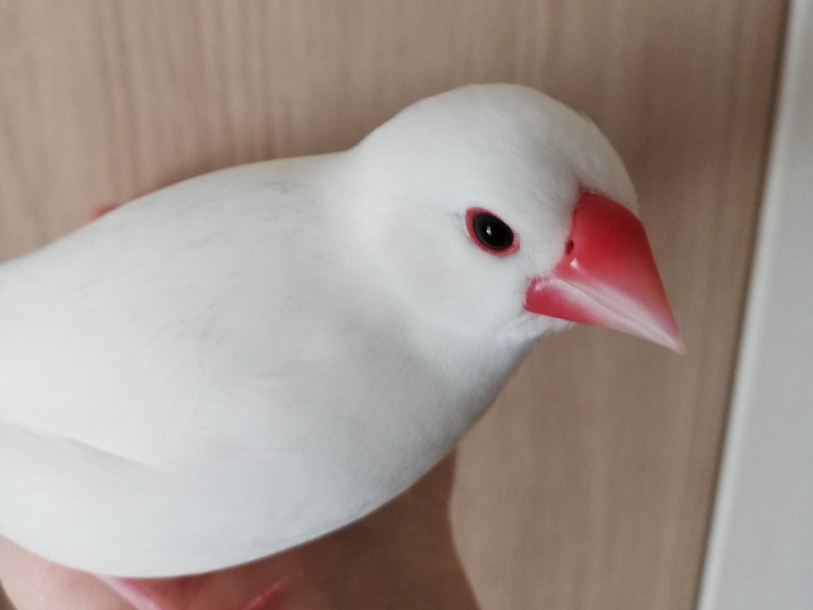 ぴーちゃん ぴーちゃん