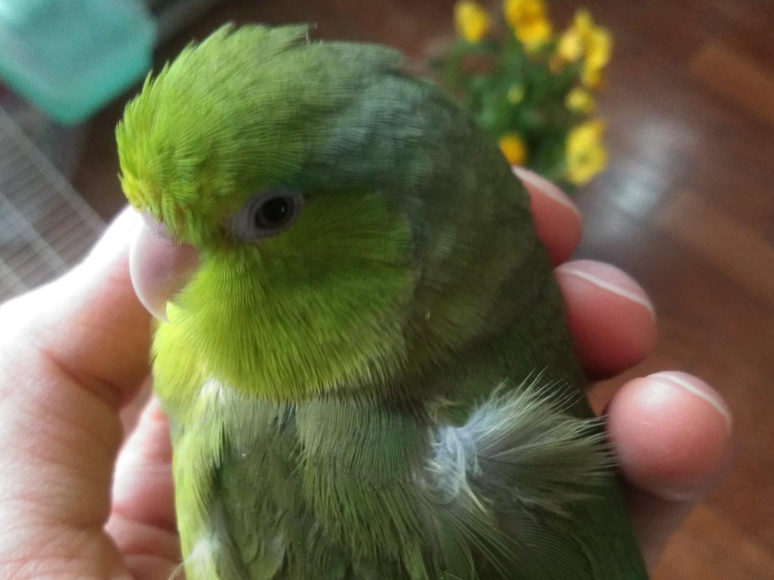 マメルリハちゃん マメルリハちゃん
