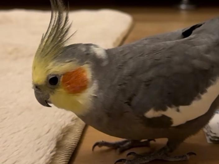 ピー太郎ちゃん ピー太郎ちゃん
