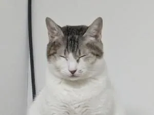ブチ模様のサバ猫を探しています。