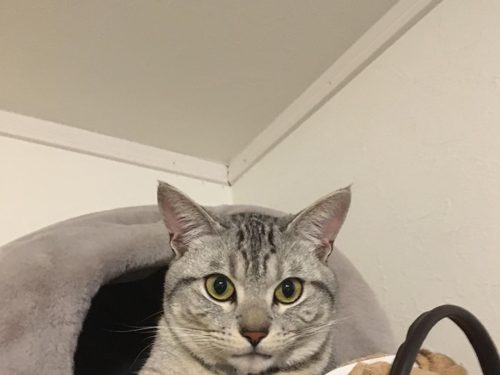 にゃーちゃん にゃーちゃん