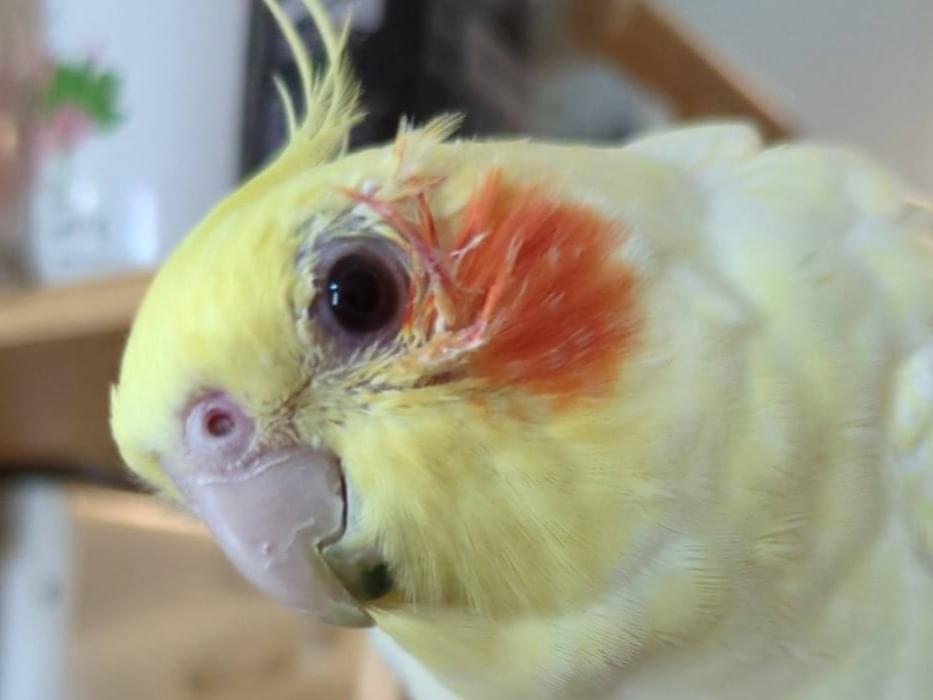 こまめちゃん こまめちゃん