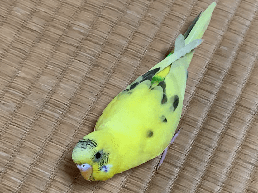 保護された鳥 保護された鳥