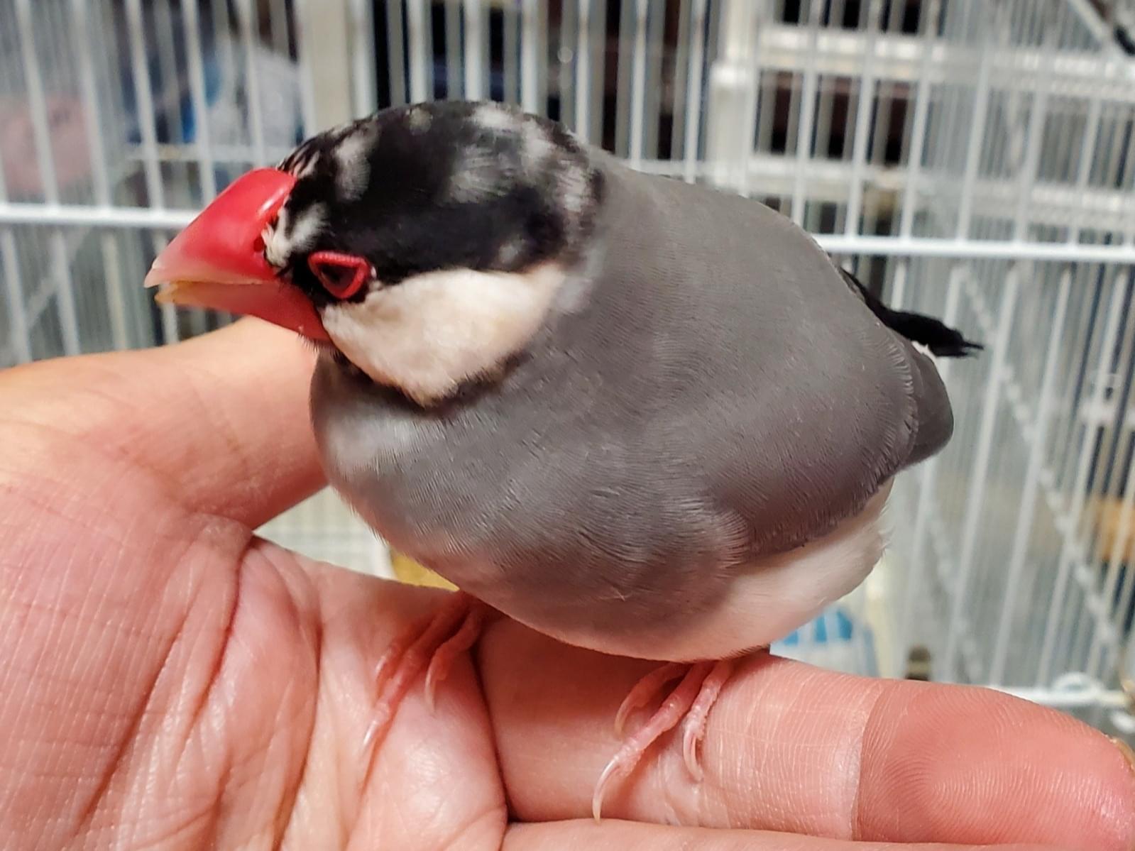 保護された鳥 保護された鳥
