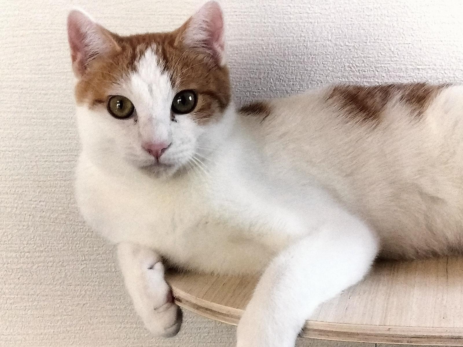 ぷっちちゃん ぷっちちゃん
