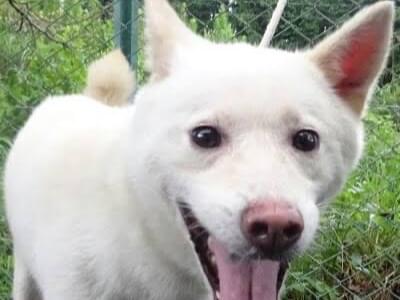 目撃された犬 目撃された犬