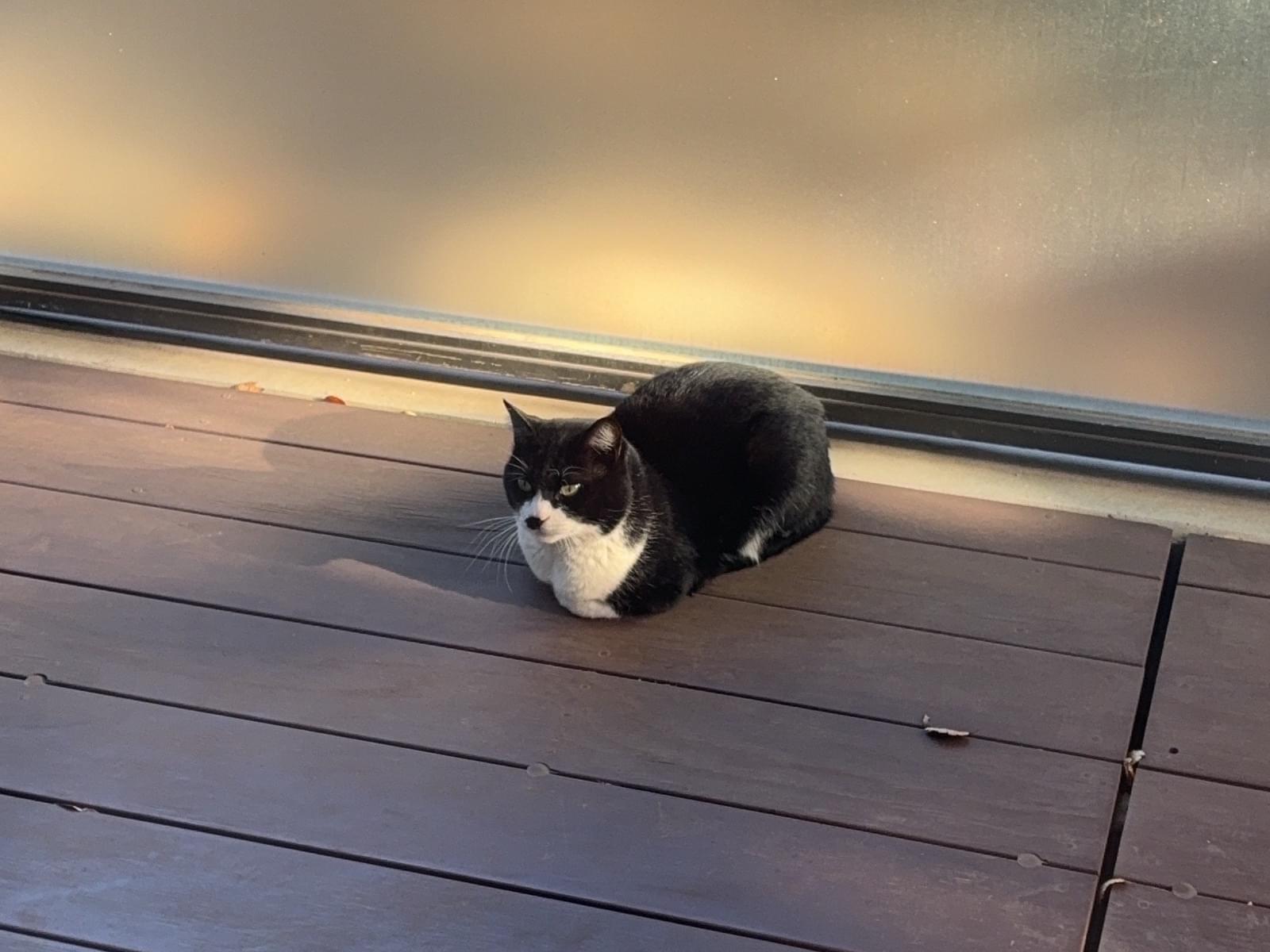 目撃された猫 目撃された猫