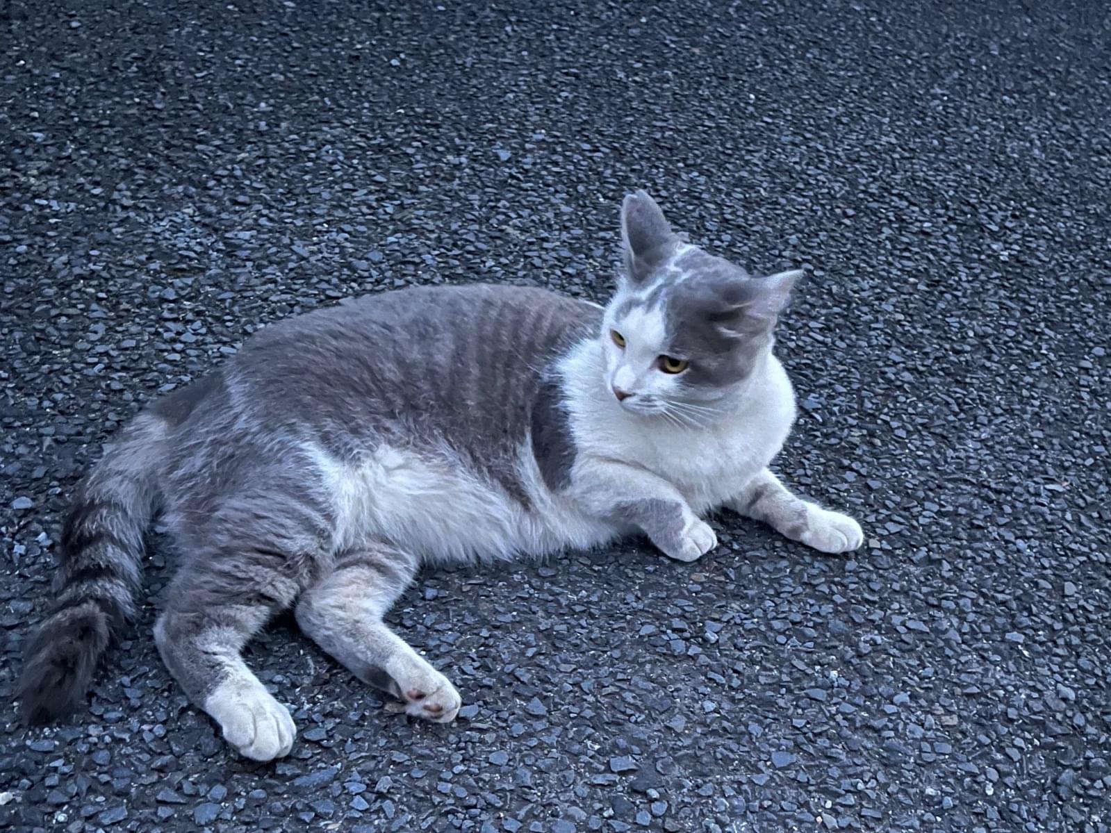 かつらちゃん かつらちゃん
