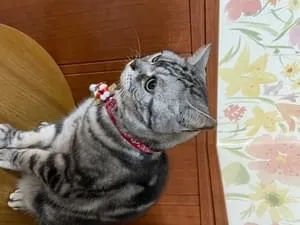 完全におもち」「かわいすぎる」 迷い猫(おもち) 真っ白もふもふ