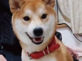 さくらちゃん さくらちゃん