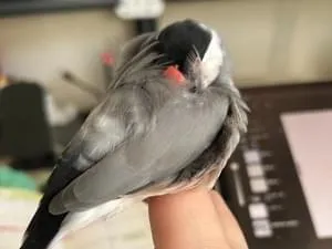 迷子の桜文鳥を探しています