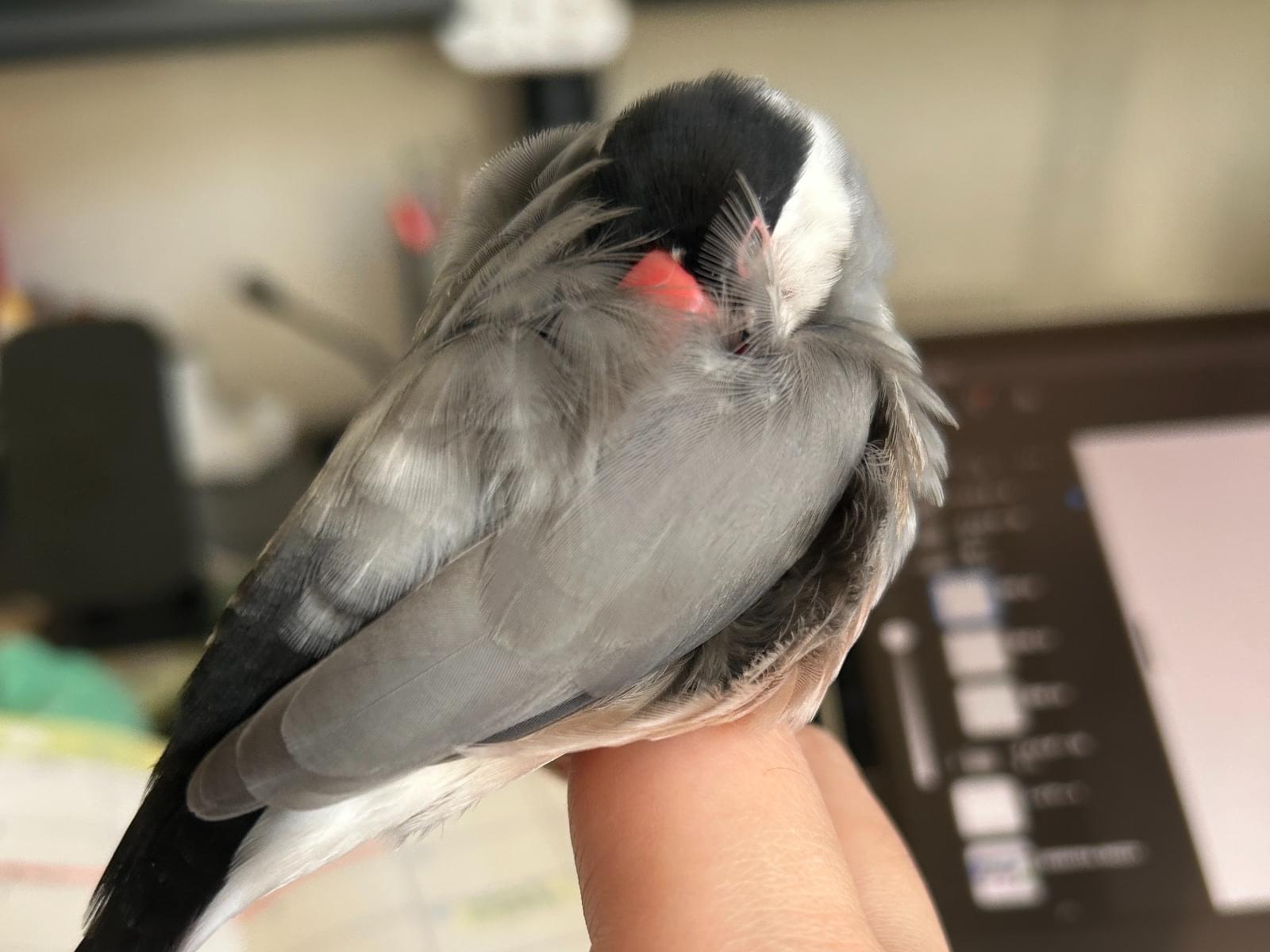 ムムちゃん