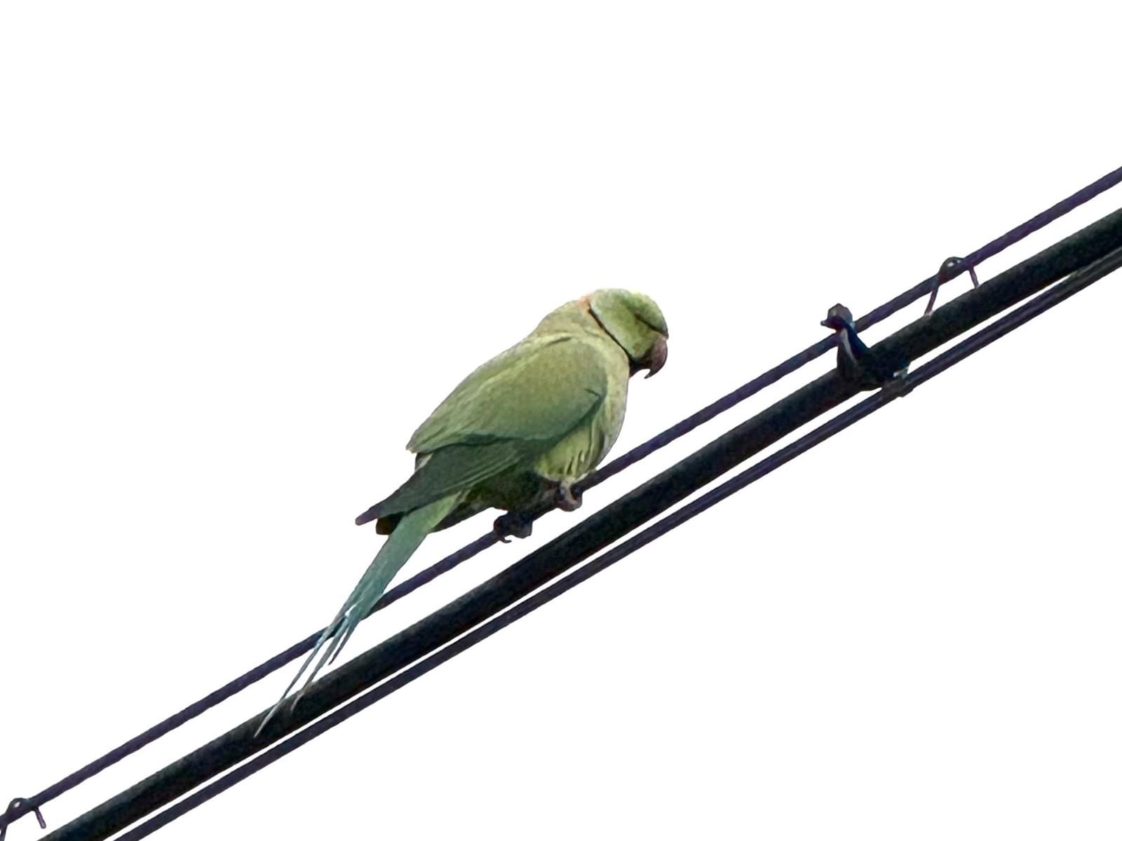 目撃された鳥 目撃された鳥