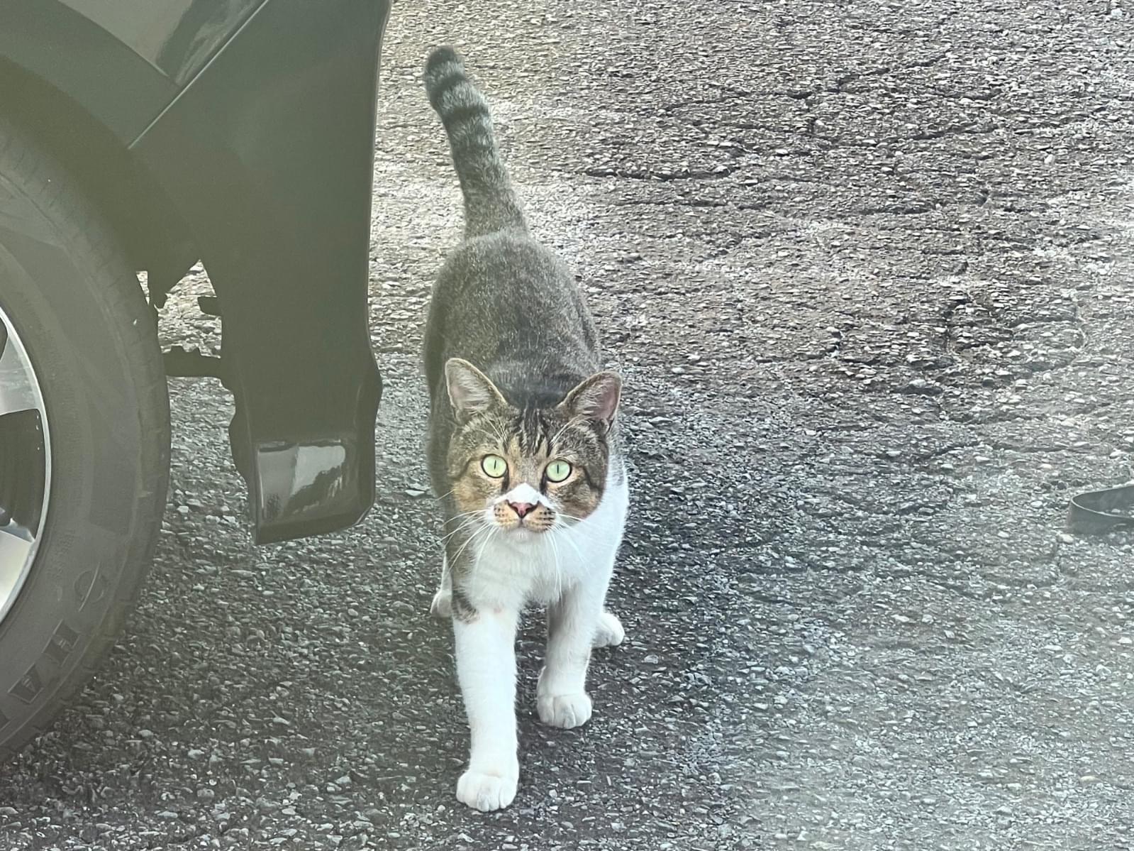 目撃された猫 目撃された猫
